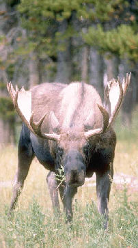 älg